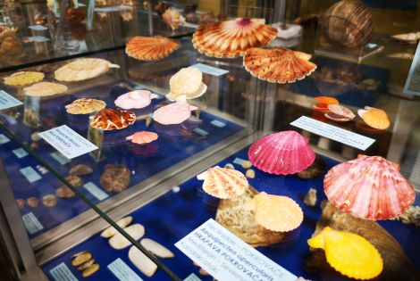 Dive into the magical world of shells